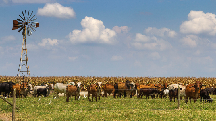 Sistema administración Ganadera
